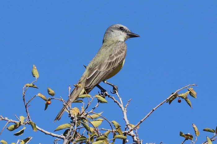 Tropical/Couch's Kingbird - ML645126275