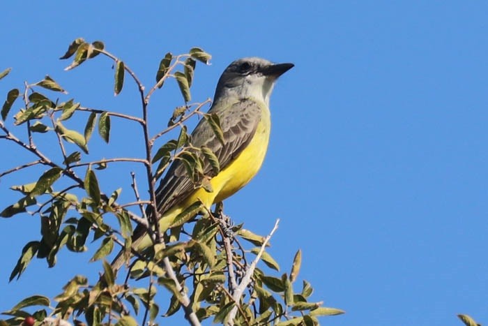 Tropical/Couch's Kingbird - ML645126278