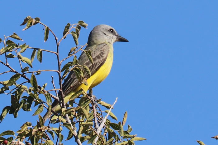 Tropical/Couch's Kingbird - ML645126280