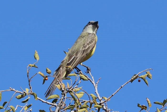 Tropical/Couch's Kingbird - ML645126281