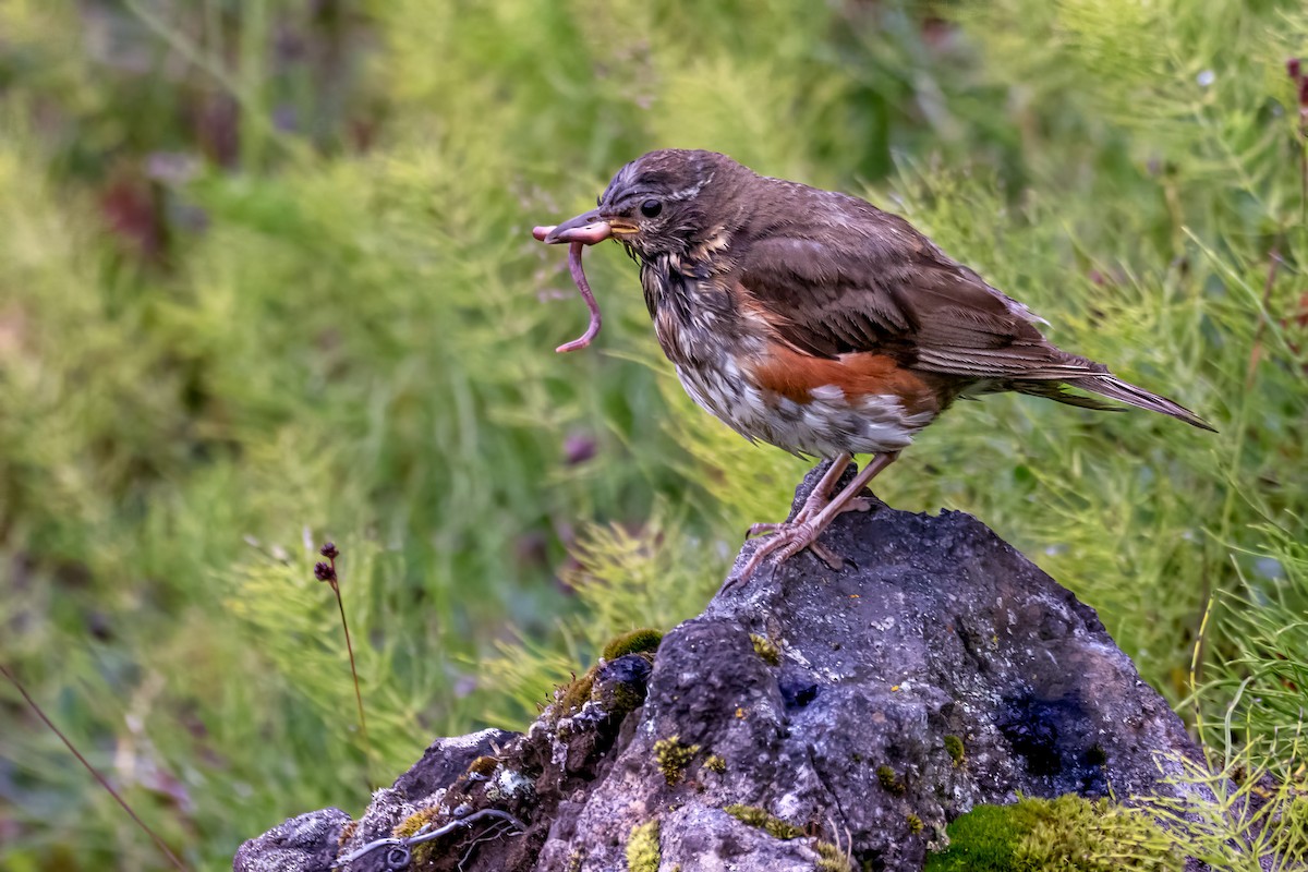 Redwing - ML645126290