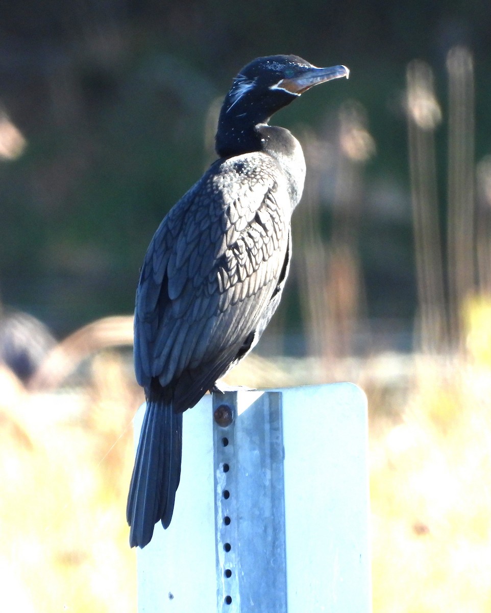 Neotropic Cormorant - ML645126293