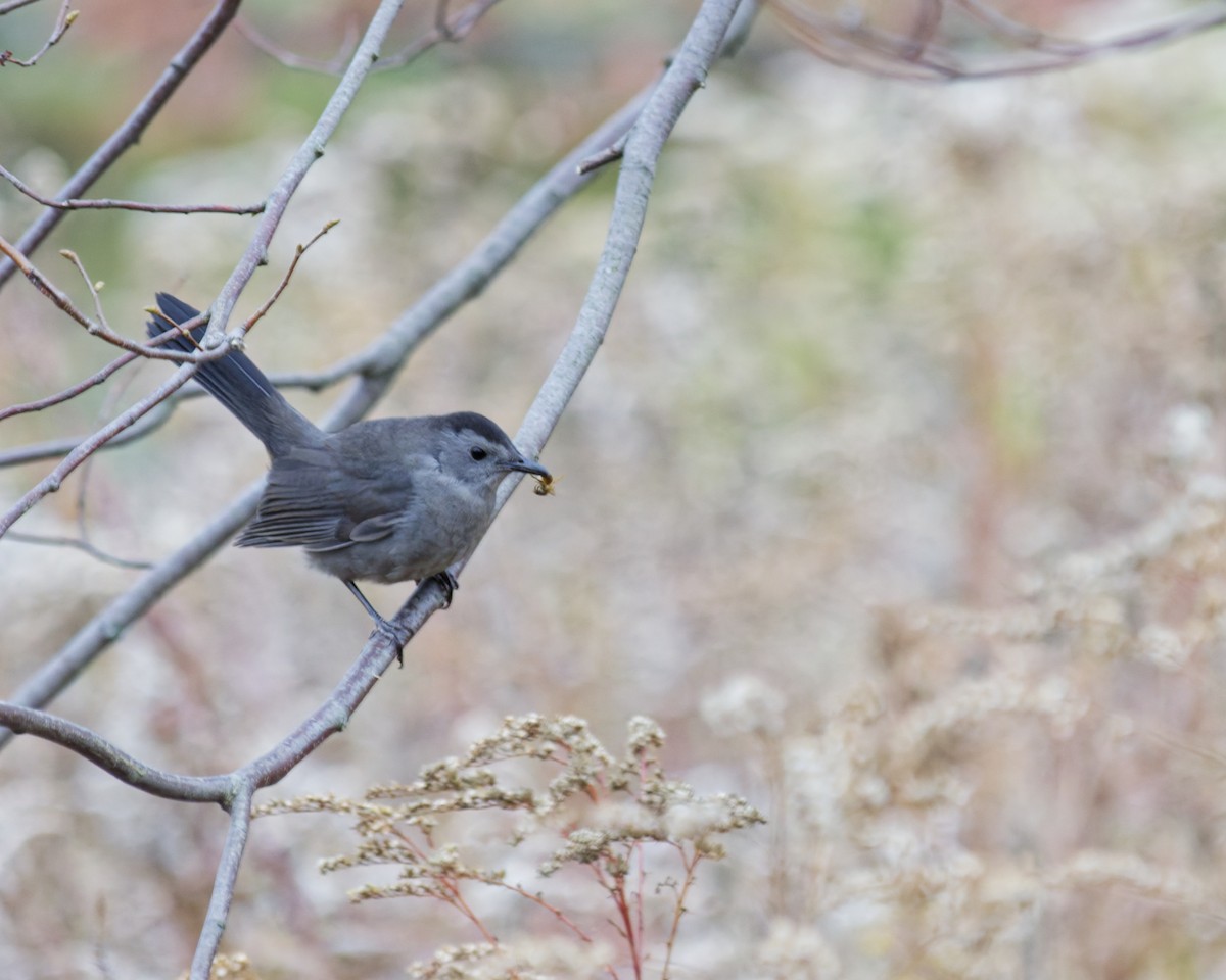 Gray Catbird - ML645126297