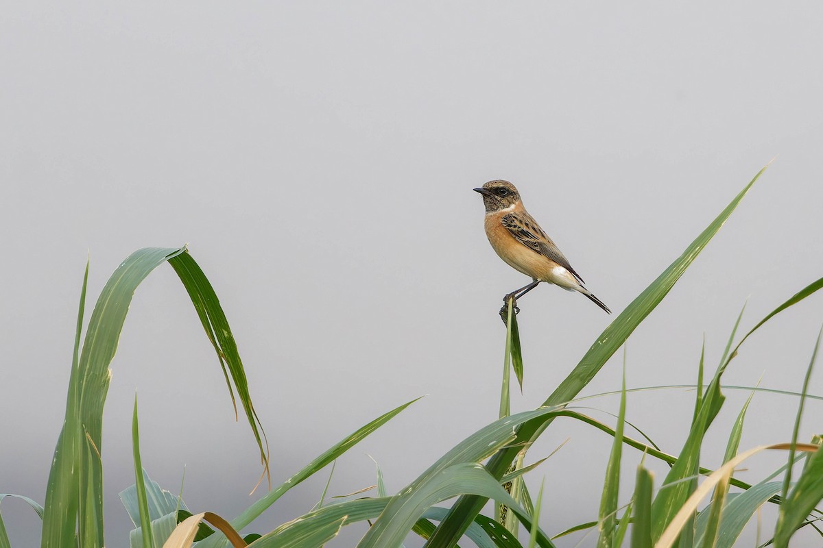 bramborníček sibiřský - ML645126304