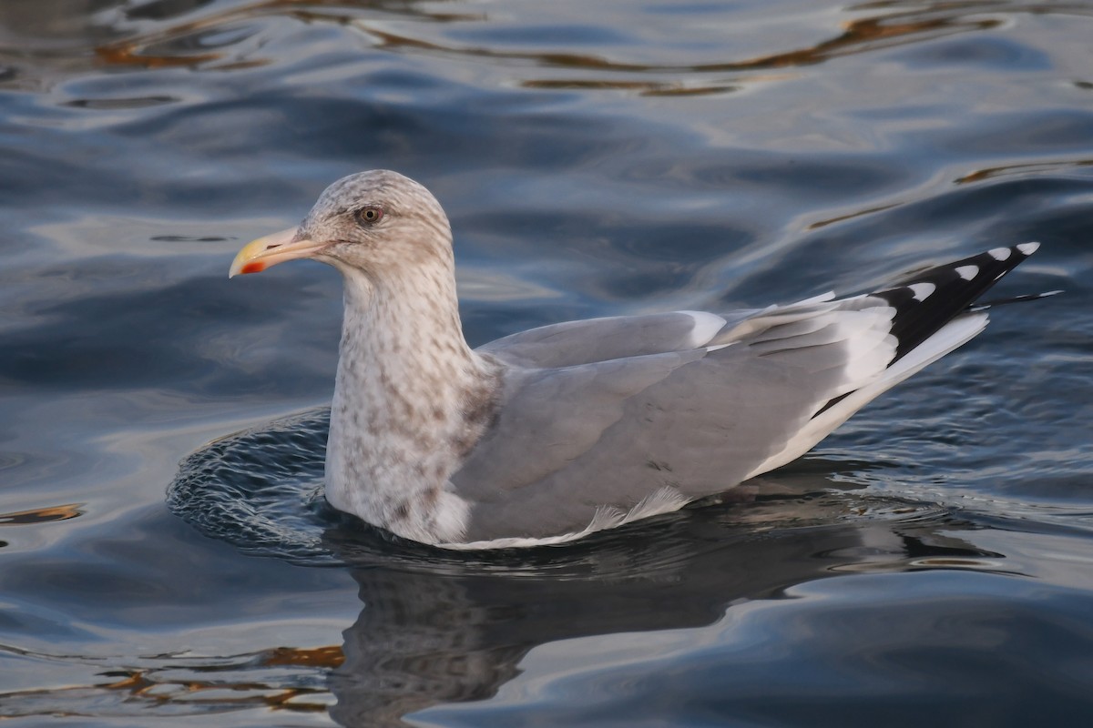 American Herring x Glaucous-winged Gull (hybrid) - ML645126305