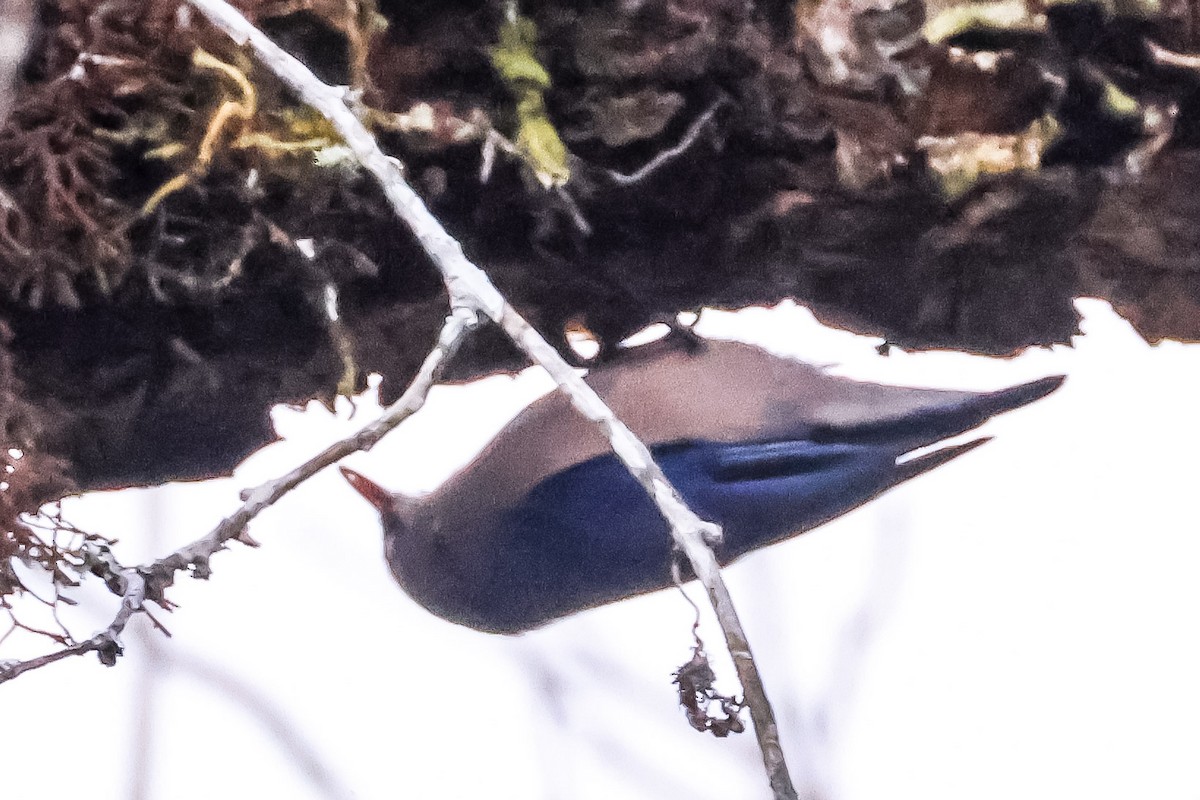 Velvet-fronted Nuthatch - ML645126308