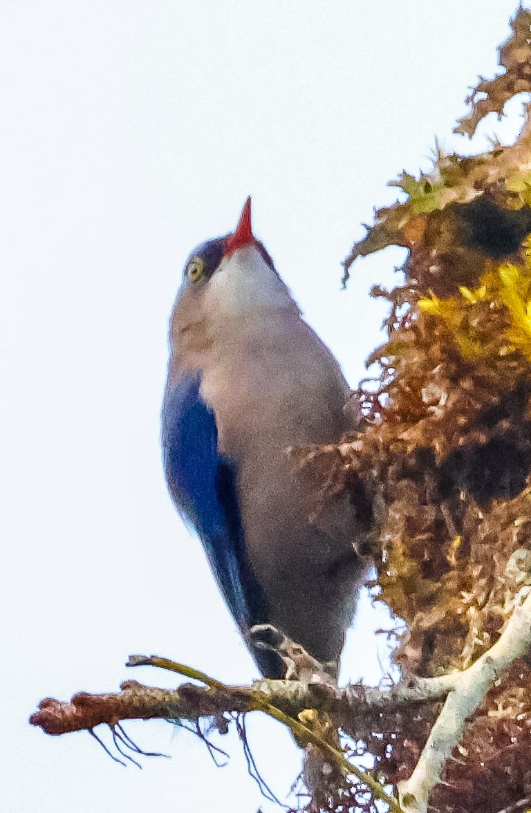 Velvet-fronted Nuthatch - ML645126309