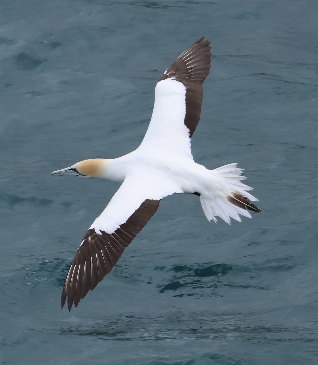 Avustralya Sümsüğü - ML645126311