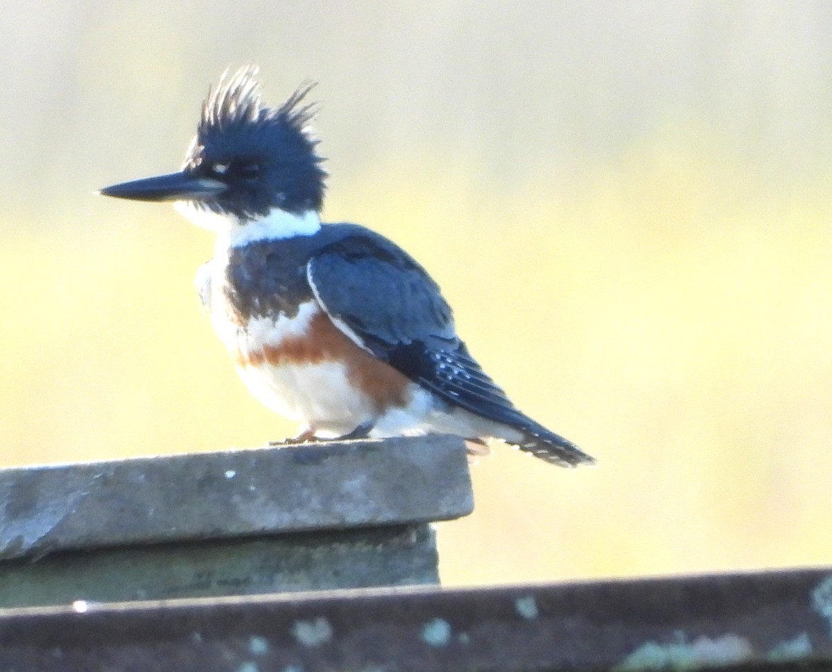 Belted Kingfisher - ML645126319