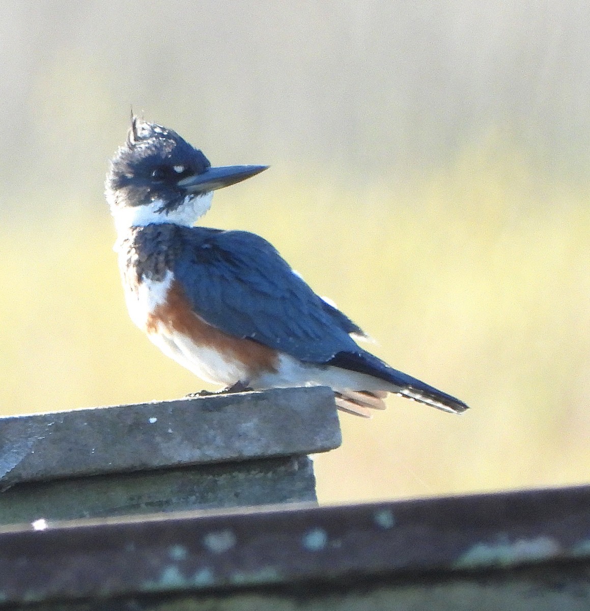 Belted Kingfisher - ML645126320