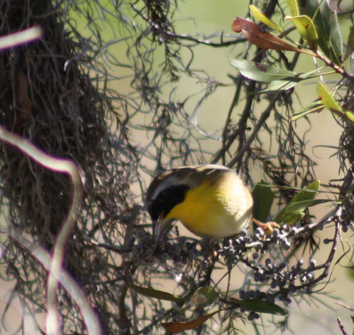 Common Yellowthroat - ML645126321