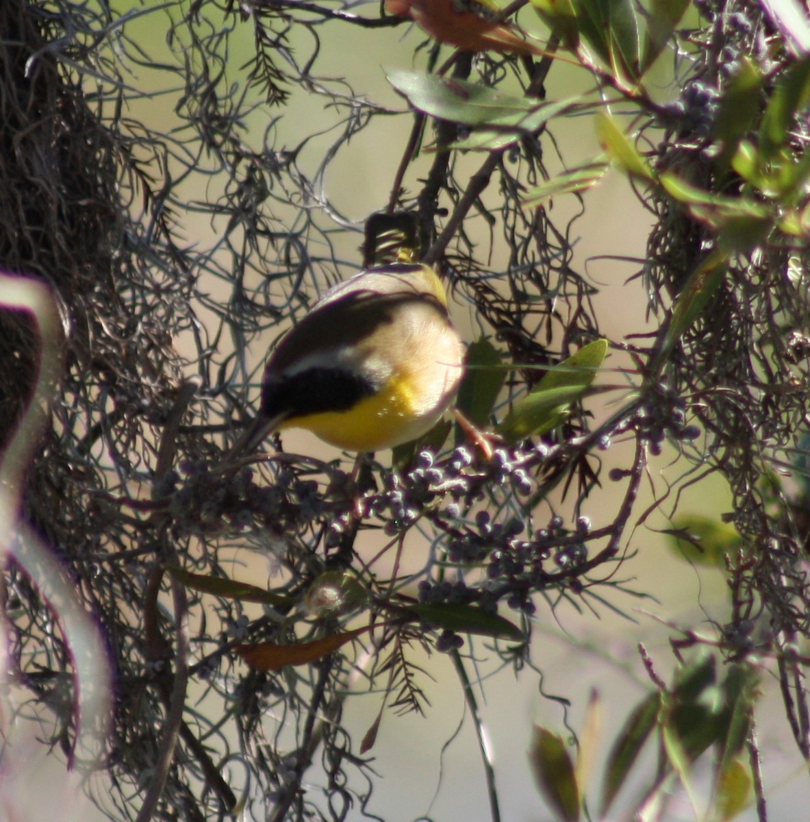 Common Yellowthroat - ML645126327