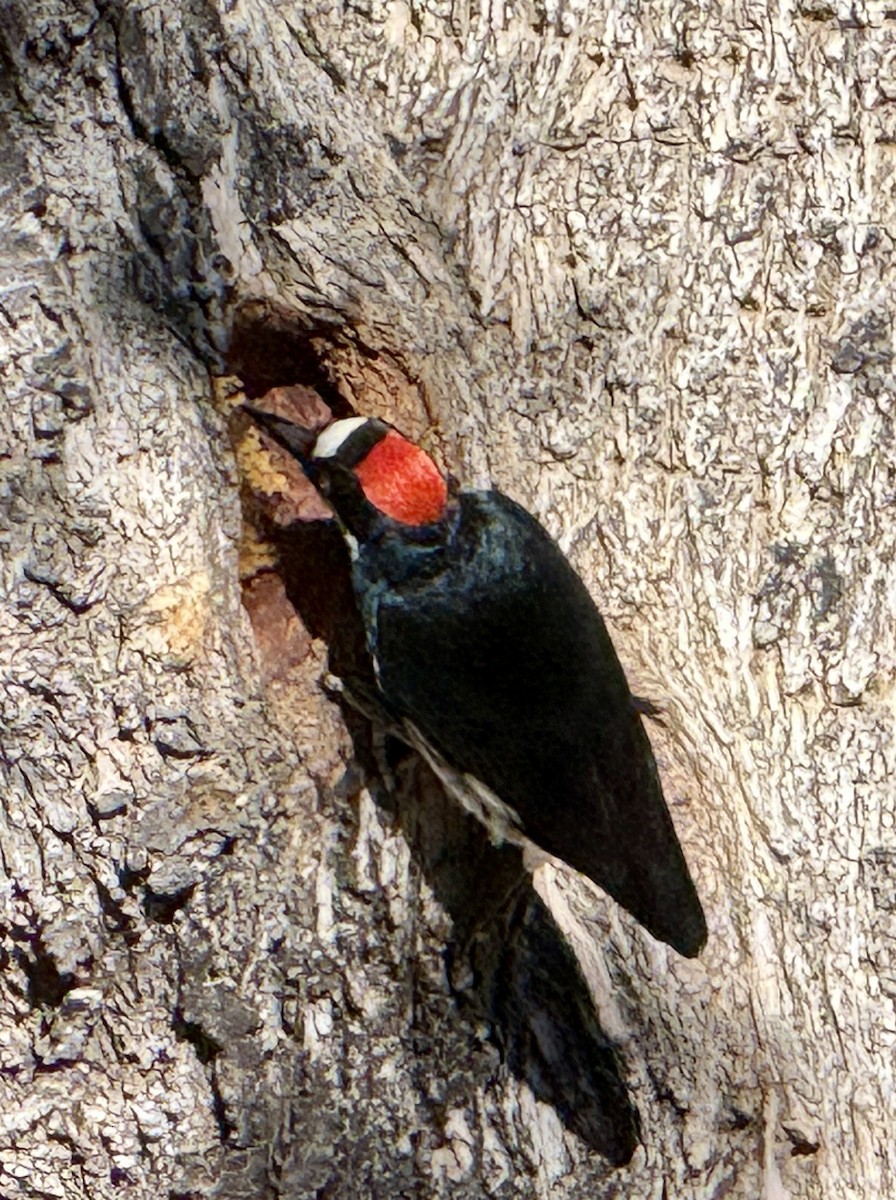 Acorn Woodpecker - ML645126332