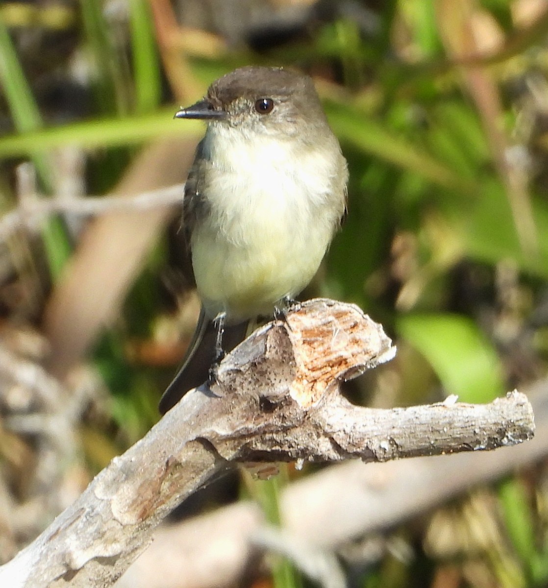 Eastern Phoebe - ML645126334