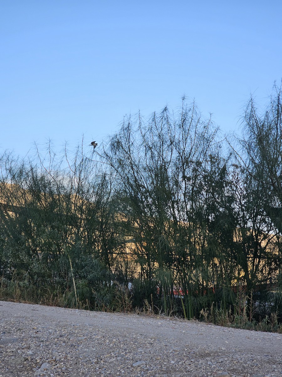 Fischadler - ML645126337