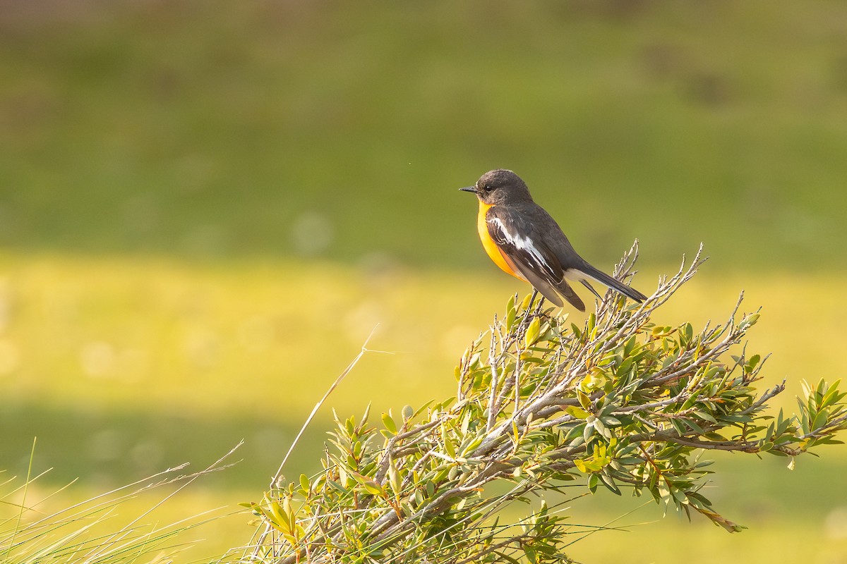 Flame Robin - ML645126338