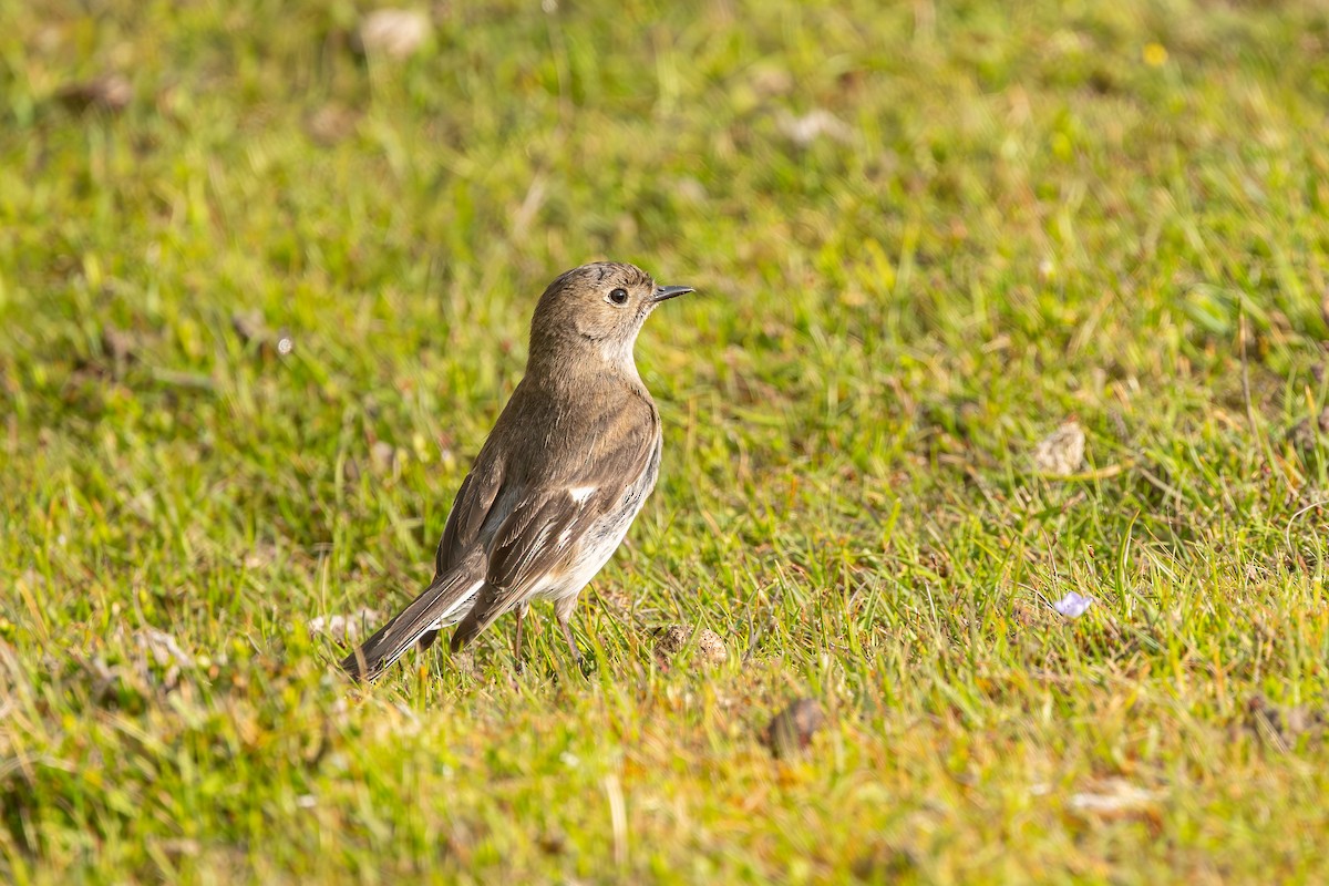 Flame Robin - ML645126339