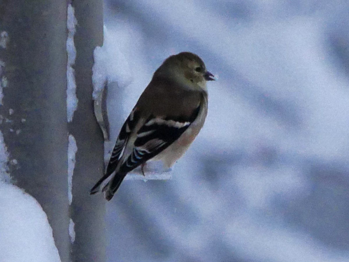American Goldfinch - ML645126341