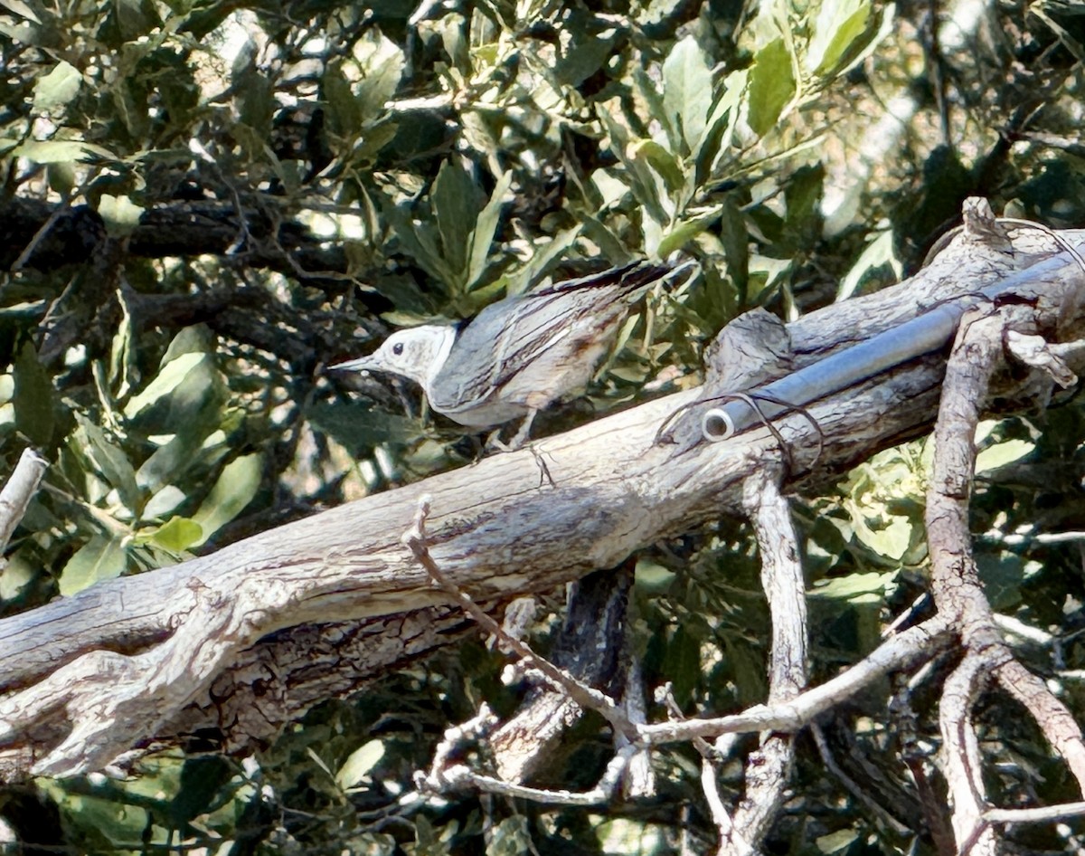 White-breasted Nuthatch - ML645126350
