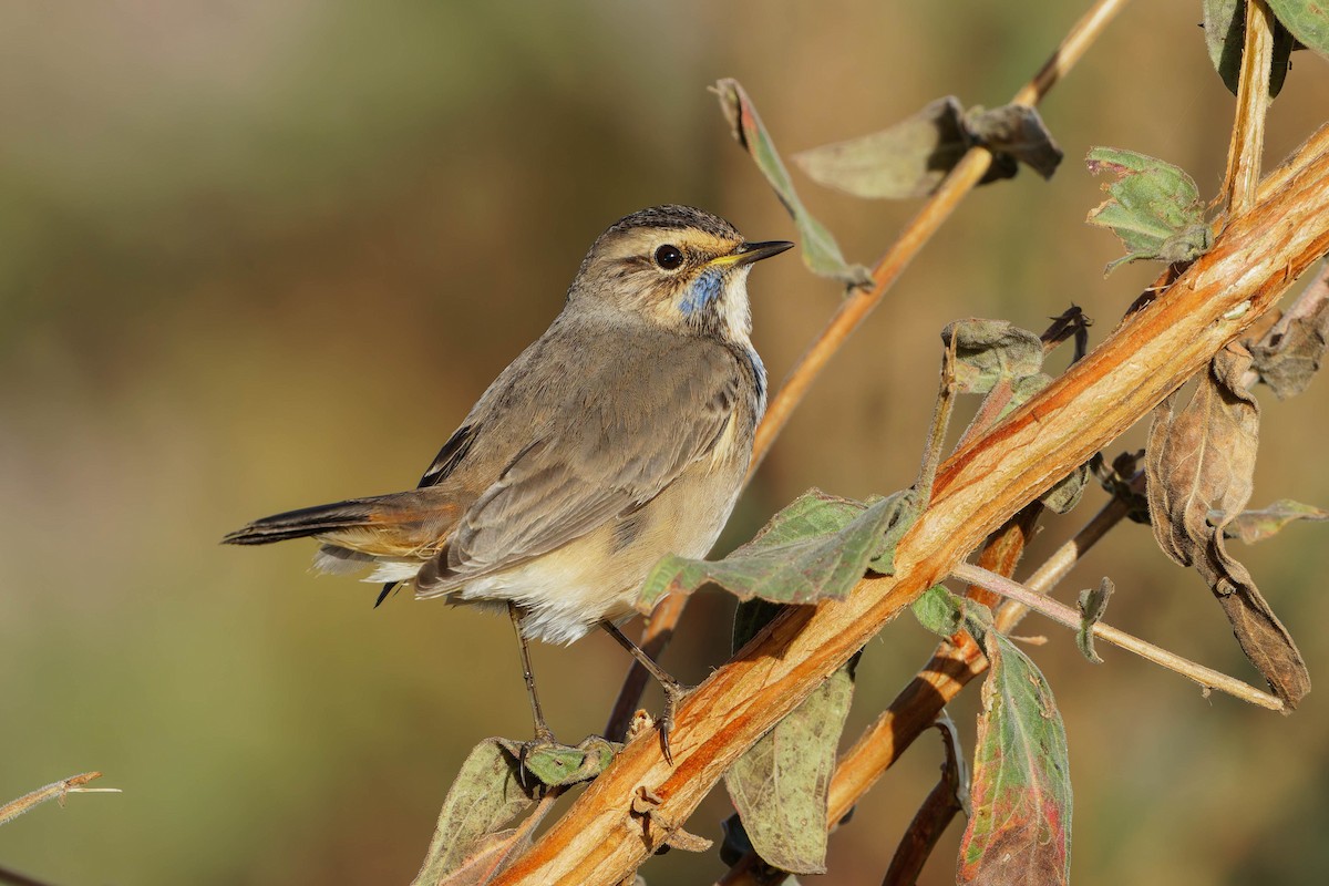 Bluethroat - ML645126358