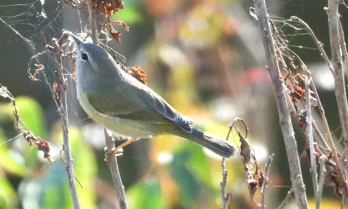 Orange-crowned Warbler - ML645126369