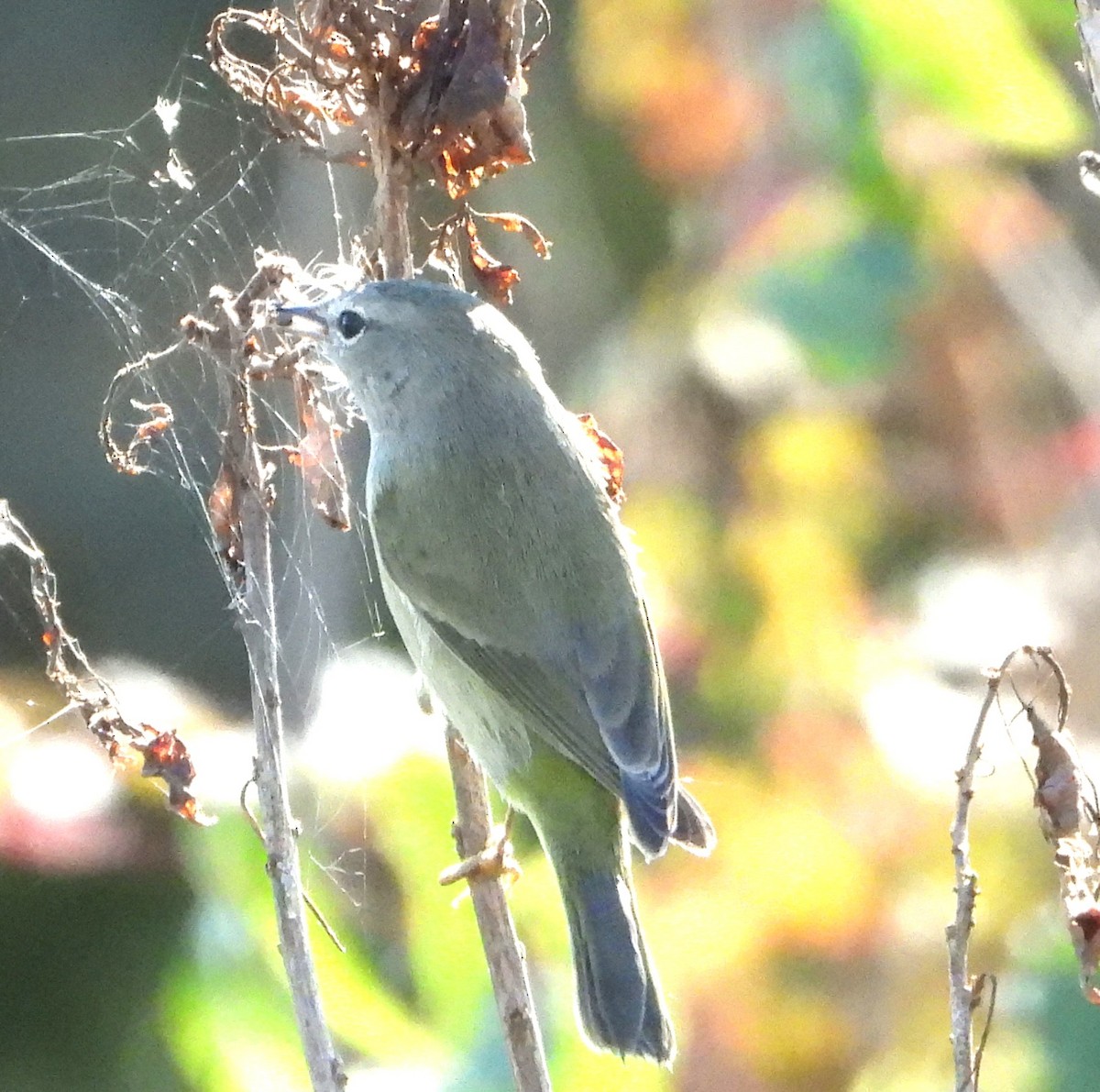 Orange-crowned Warbler - ML645126370