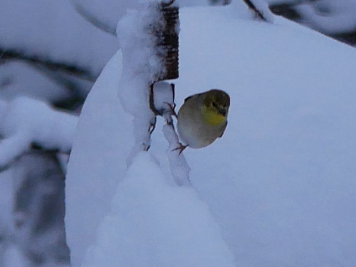 American Goldfinch - ML645126373