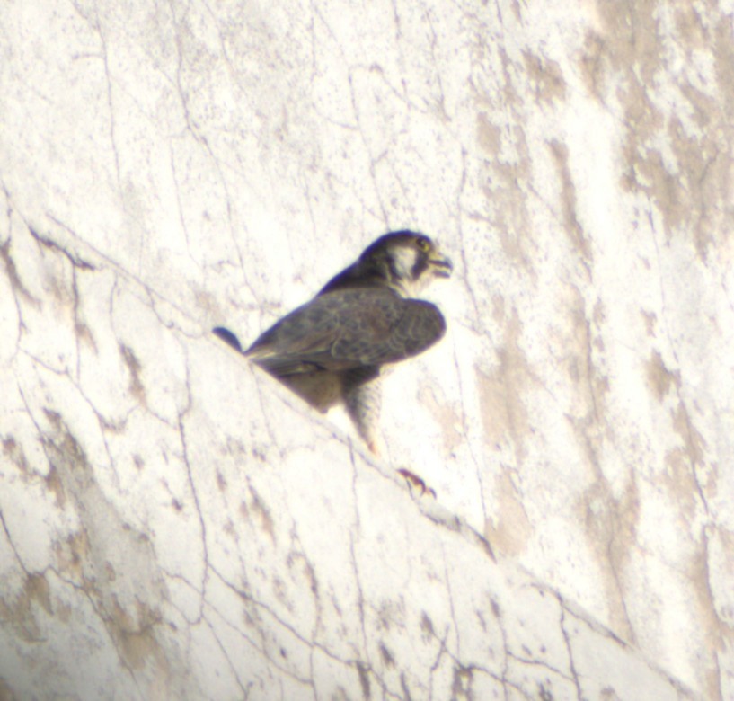 Peregrine Falcon - ML645126374