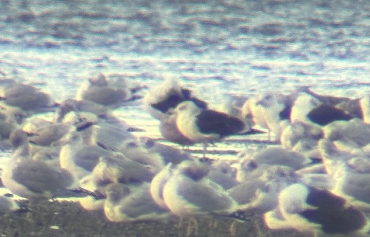 ニシセグロカモメ - ML645126394