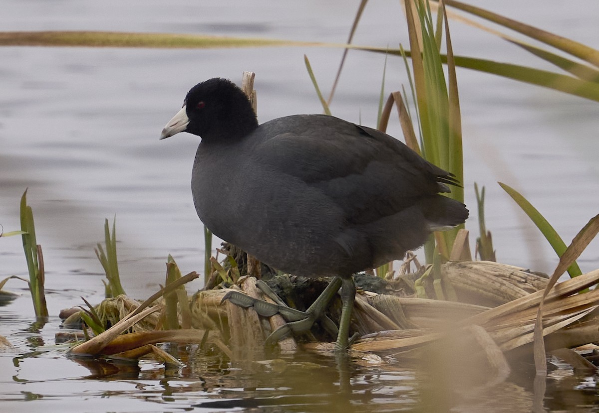 American Coot - ML645126397