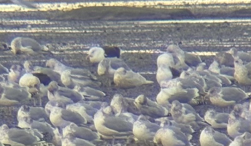 Iceland Gull (kumlieni) - ML645126409