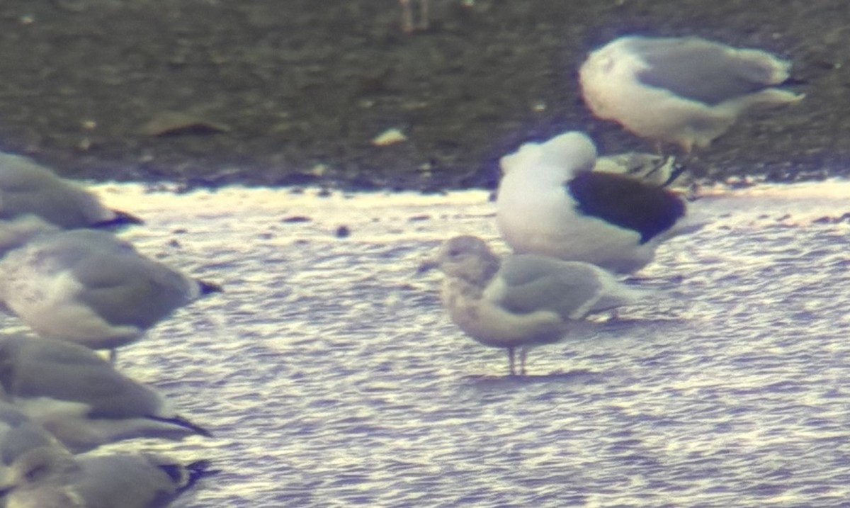 Iceland Gull (kumlieni) - ML645126410