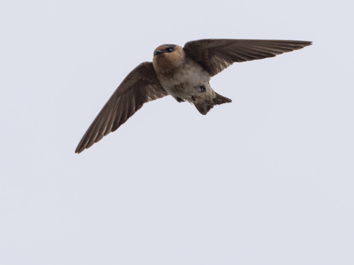 Höhlenschwalbe - ML645126417