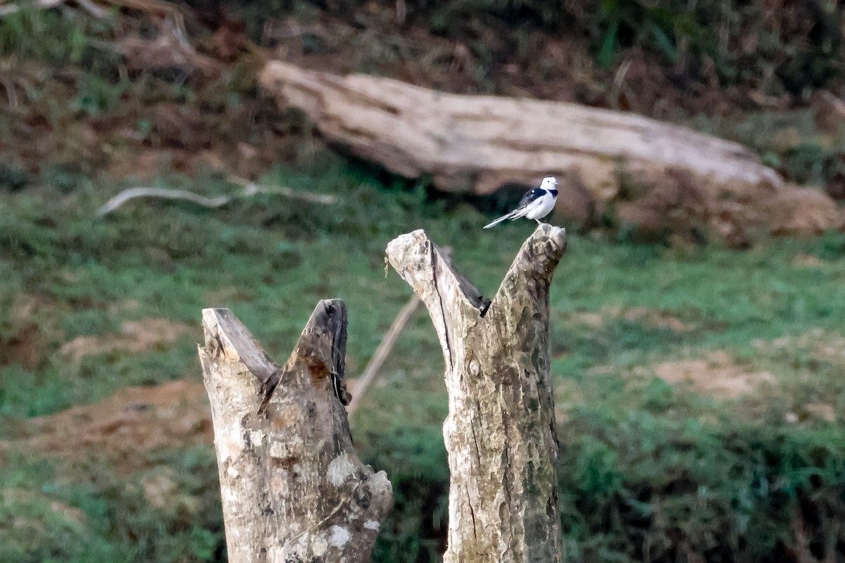 Lavandera Blanca - ML645126423