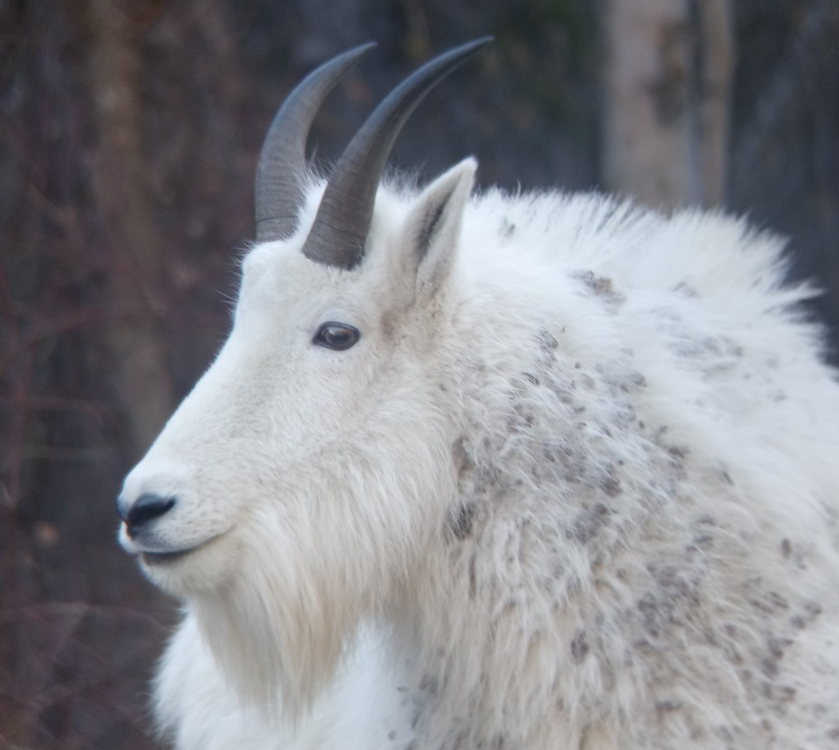 Mountain Goat - ML645126426