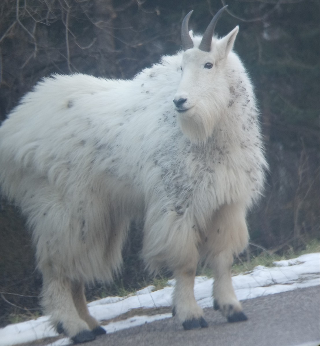 Mountain Goat - ML645126428