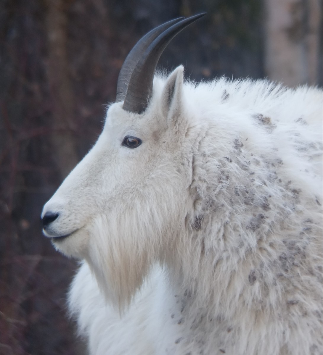 Mountain Goat - ML645126429