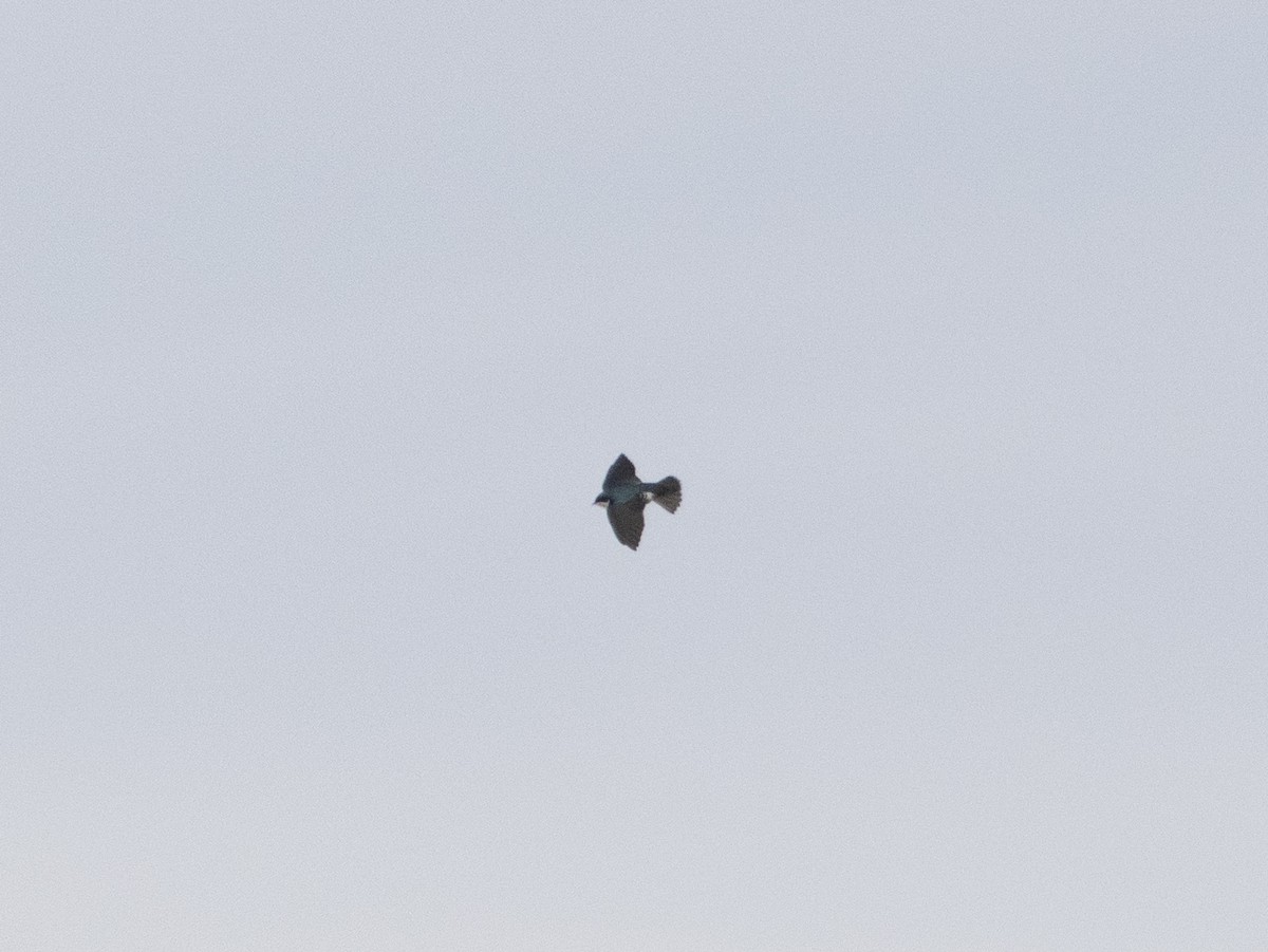 Tree Swallow - ML645126430