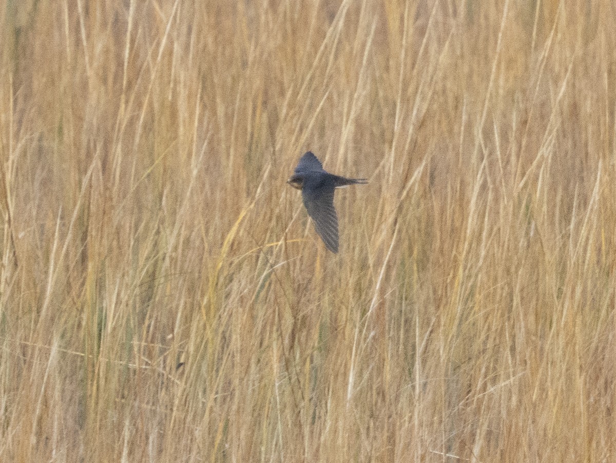 Rauchschwalbe - ML645126436