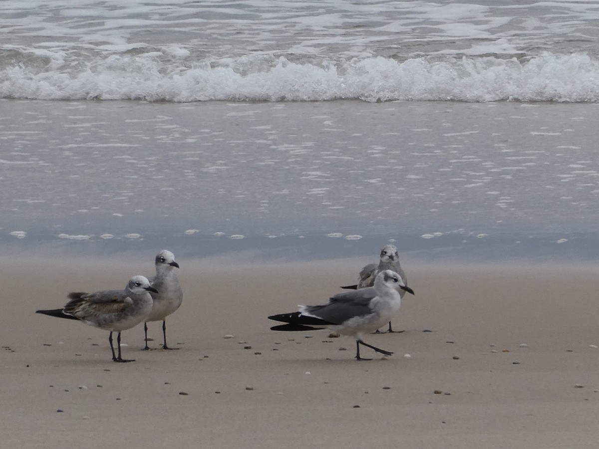 ワライカモメ - ML645126449