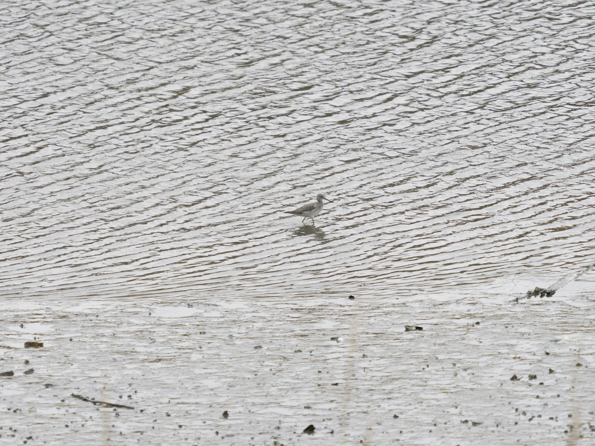 Tüpfelgelbschenkel - ML645126450