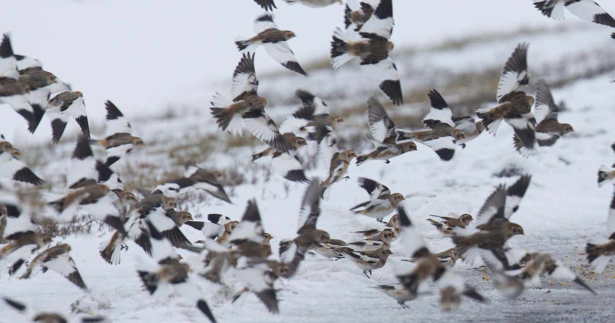 Snow Bunting - ML645126452