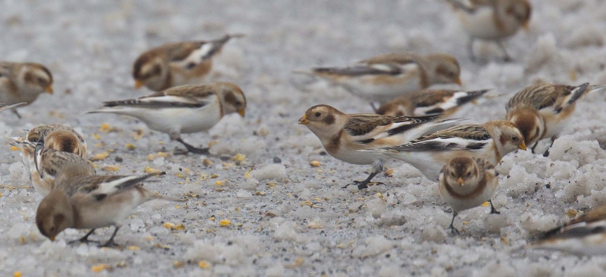 Snow Bunting - ML645126453