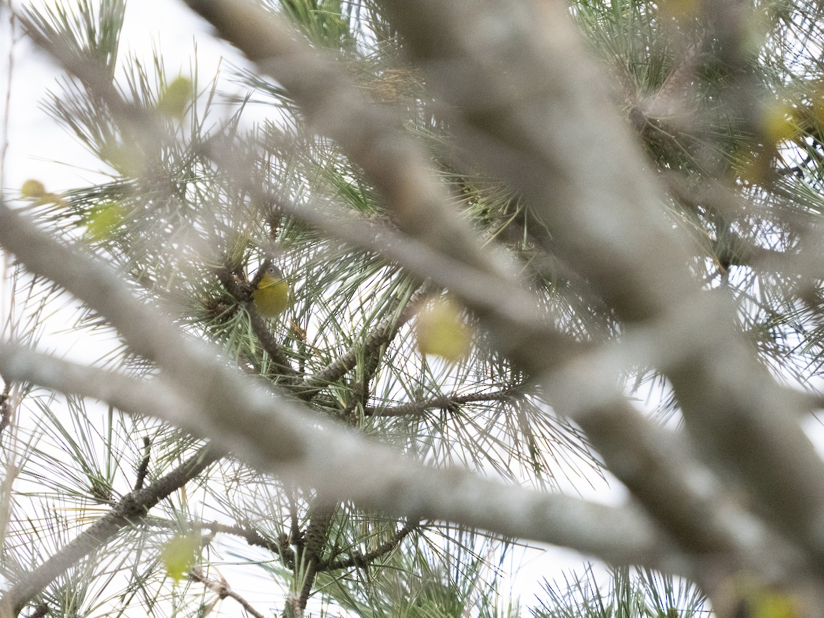 Rubinfleck-Waldsänger - ML645126460