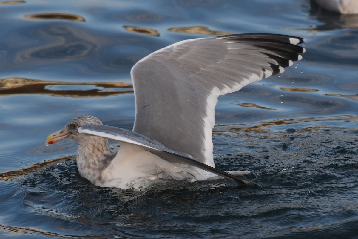 American Herring x Glaucous-winged Gull (hybrid) - ML645126464