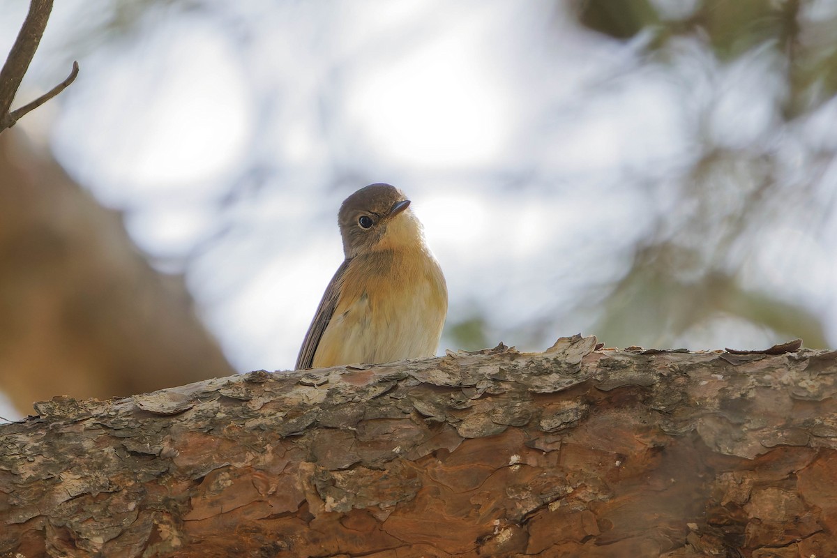 Red-breasted Flycatcher - ML645126473