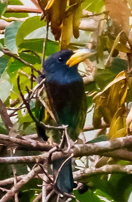 Great Barbet - ML645126475
