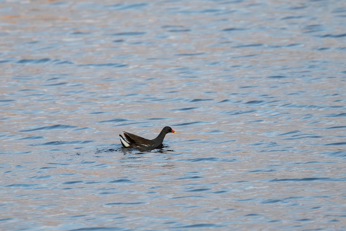Eurasian Moorhen - ML645126486