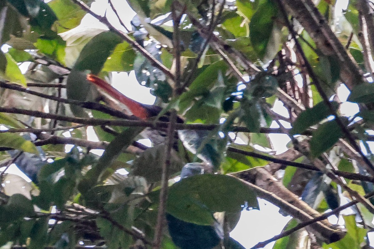 朱鸝 - ML645126488