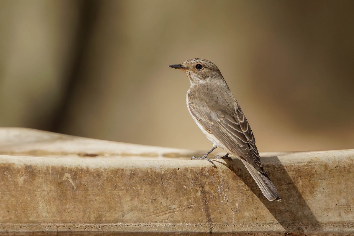 Spotted Flycatcher - ML645126497